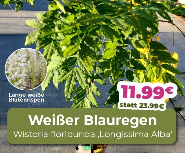 Weißer Blauregen