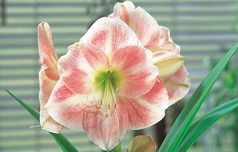 Amaryllis gibt es in verschiedenen Farben