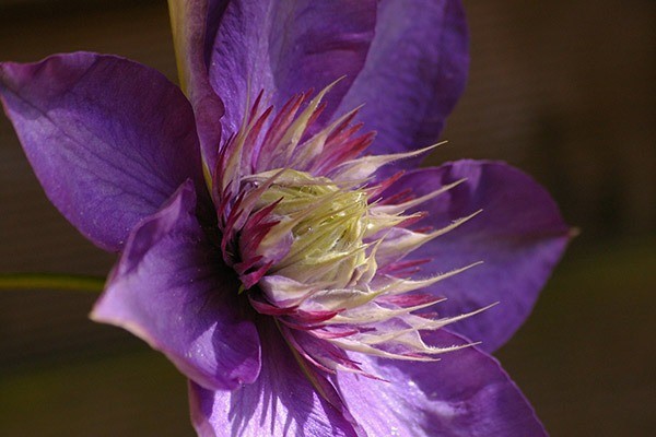 Unterschiedliche Blütenformen der Clematis