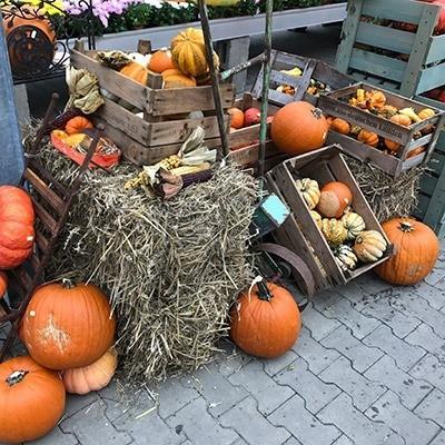 Herbst-Saison im Wächter Pflanzencenter