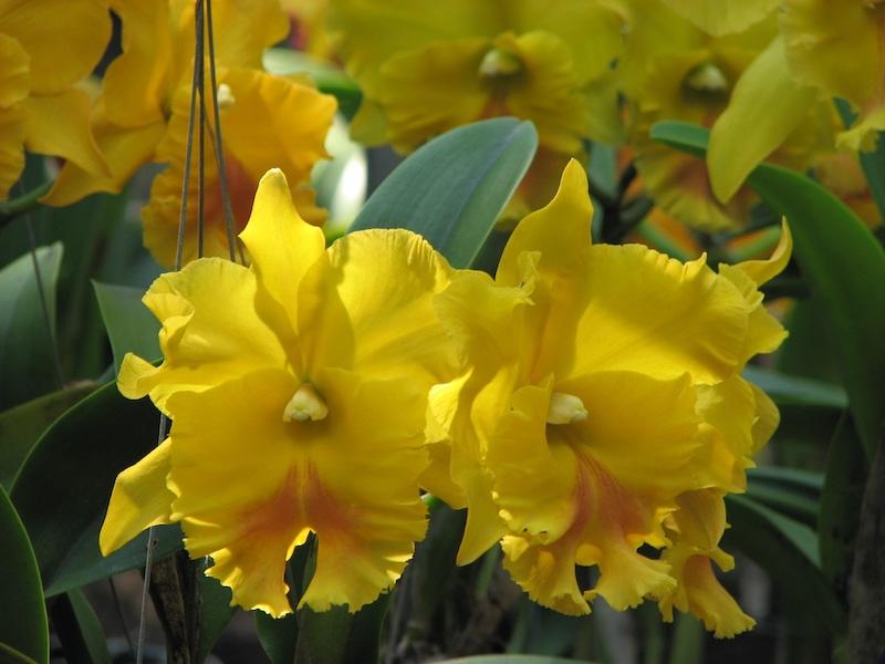 Cattleya-Orchideen sind sehr vielfältig